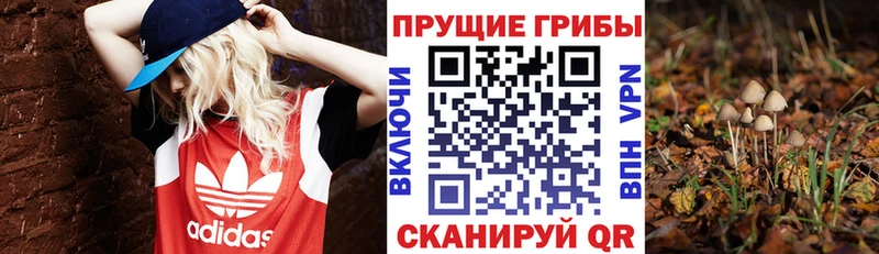 Псилоцибиновые грибы Psilocybe Шебекино